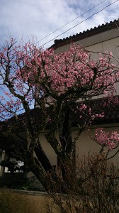 ume