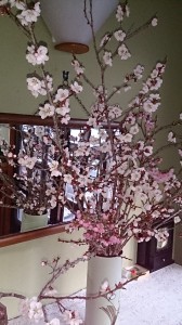 sakura