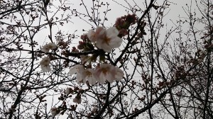 sakura