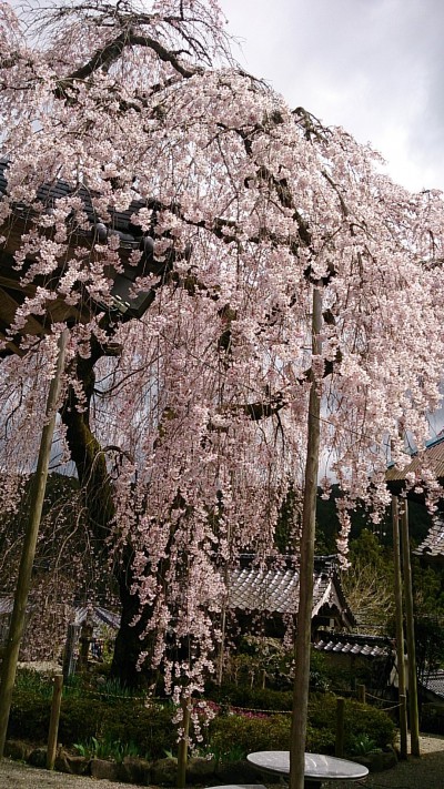 sakura
