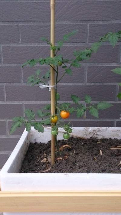 tomato
