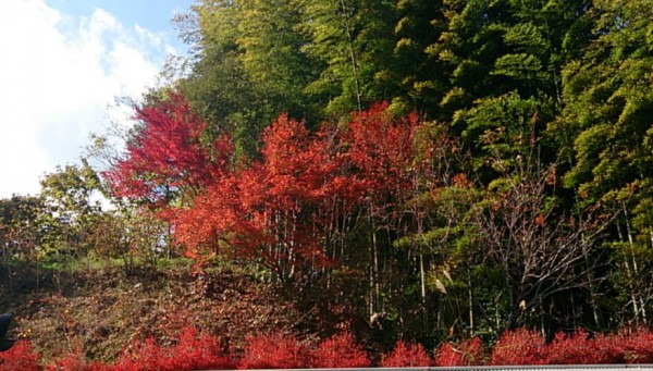 momiji