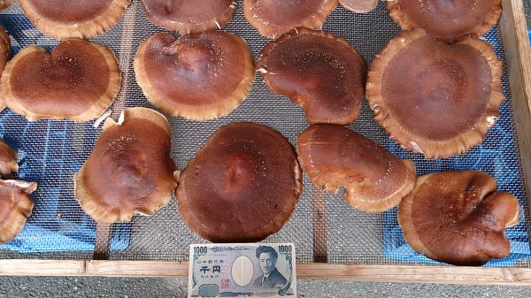 siitake