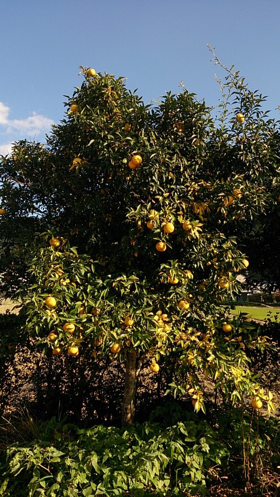 yuzu