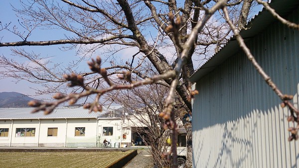 sakura