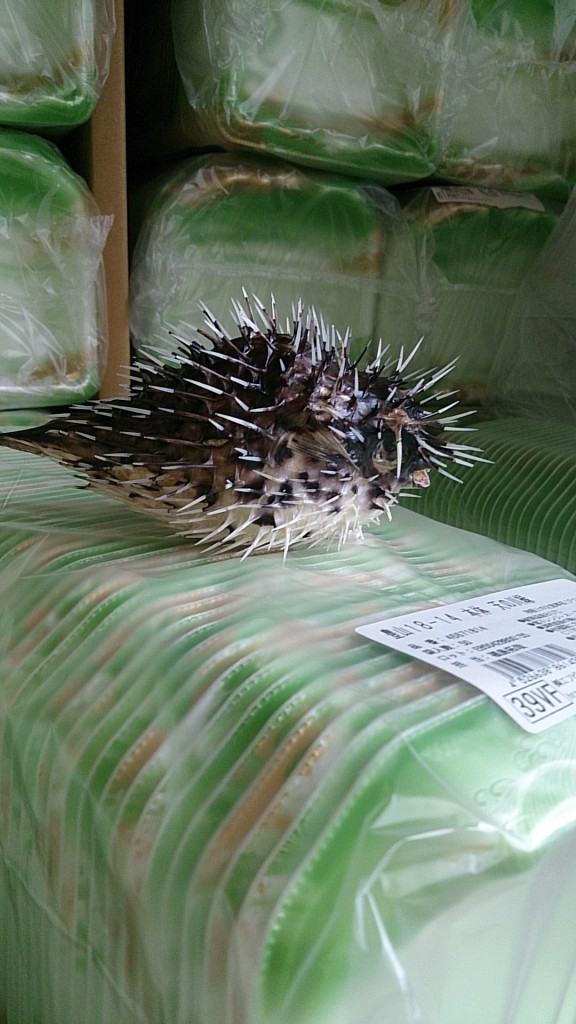 fuguoki