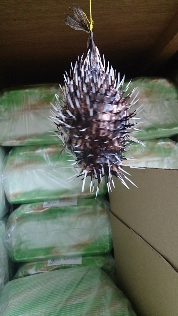 fuguturusi