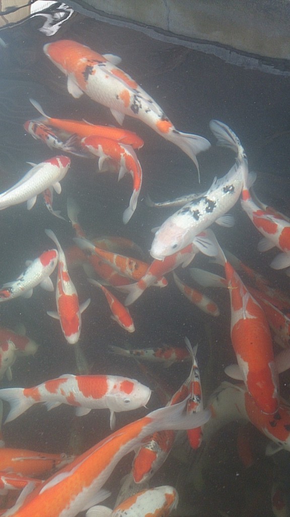 koi