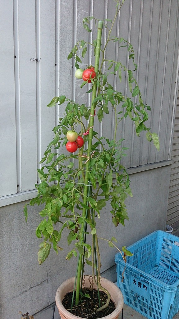 tomato