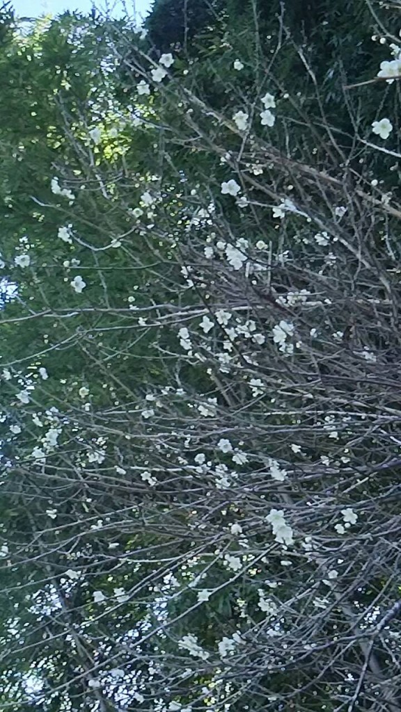 ume
