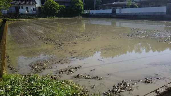 たんぼ